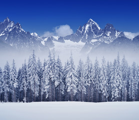 Fototapeta na wymiar Zimowy krajobraz z lasu