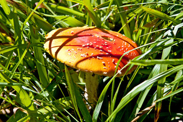 fly agaric