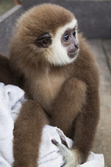 Baby monkey sitting and looking around