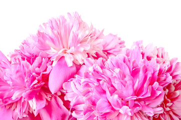 Pink peonies, close up view