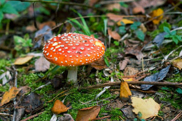 toadstool in forest