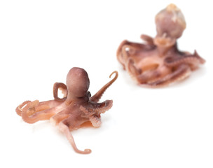 squid on a white background