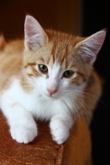 babykatze portrait I