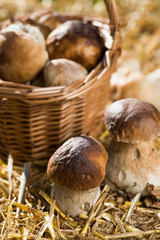 Steinpilze