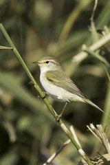 Willow Warbler on the branch close-up / Phylloscopus trochilus