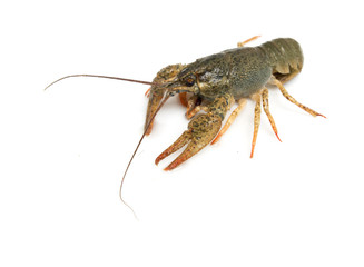live crayfish on a white background