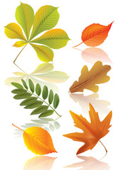 Fototapeta na wymiar Set of autumn leaves
