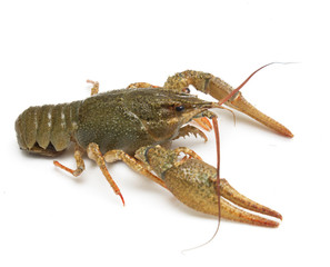live crayfish on a white background