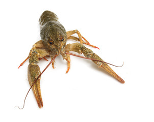 live crayfish on a white background