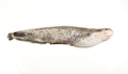 catfish on a white background