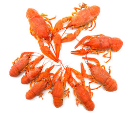 red crayfish on a white background