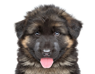 German shepherd puppy