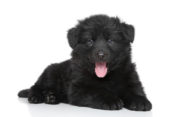 German shepherd puppy on white background