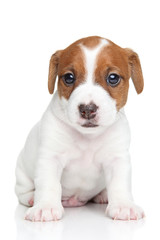 Jack Russell puppy