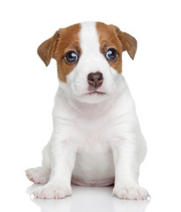 Jack Russell puppy. Portrait