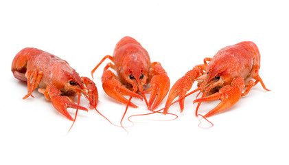 red crayfish on a white background