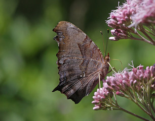 Fototapeta premium A Question Mark butterfly (Polygonia interrogationis) feeding on a flower. Shot in Kitchener, Ontario, Canada..