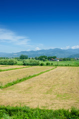 Fototapeta na wymiar Tomato field on bright summer day