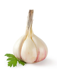 Head of garlic with parsley leaf