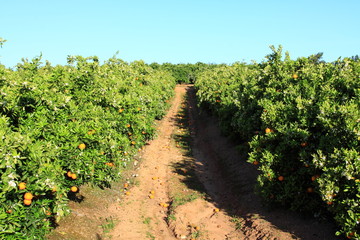 Fototapeta na wymiar Orange Tree in Portugal garden