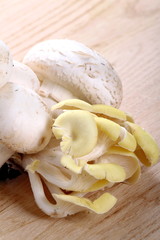 Cornucopia e funghi prataioli