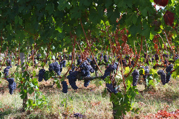 vineyard in Tuscany