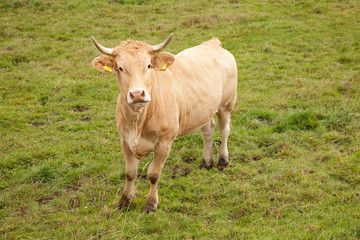 brown cow in meadow looking up
