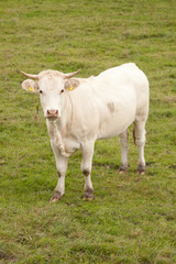 Naklejka na ściany i meble white cow in meadow looking