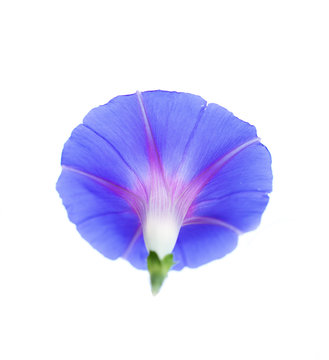 Beautiful blue flower on a white background