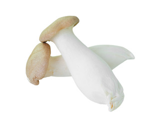 mushrooms on white background