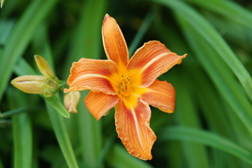 Lis orangé à Gerberoy © JC DRAPIER