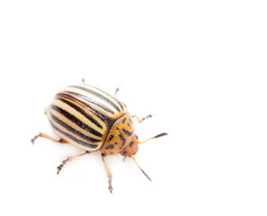 Colorado potato beetle on a white background