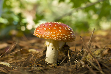 Red toadstool, Amanita muscaria, shallow depth of field.