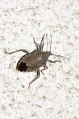 Stink bug on the wall. macro