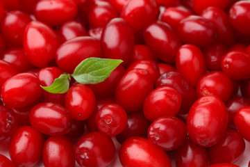 Fresh cornel berries, close up