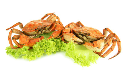 Boiled crabs isolated on white
