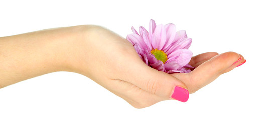 Beautiful purple flower in women hand isolated on white