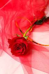 Beautiful rose on color fabric background