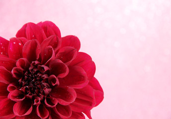 Dahlia flower, on color background