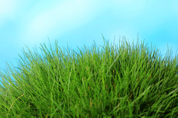Beautiful green grass on blue background