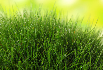 Beautiful green grass on nature background