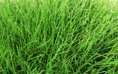 Fototapeta na wymiar Beautiful green grass, close up