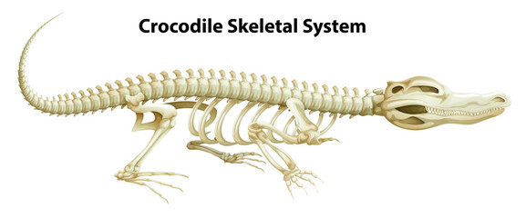 Naklejka premium A crocodile's skeletal system