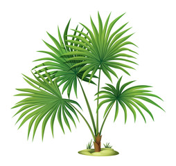 Obraz premium Washingtonia robusta