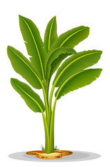 Musa paradisiaca © blueringmedia