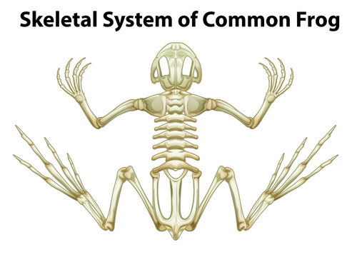 Skeletal system of a common frog