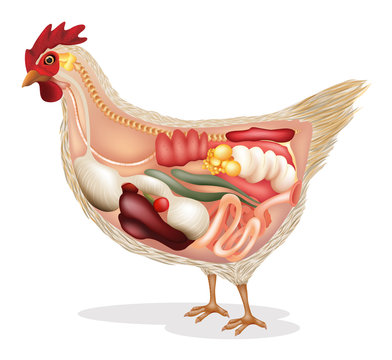 Anatomy of chicken