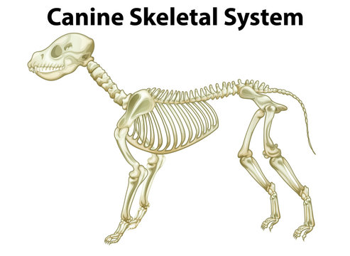 Skeletal system of a dog
