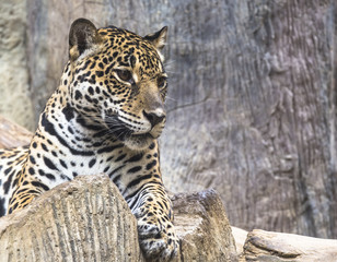 Fototapeta na wymiar zamknąć się z dużego kota Jaguara