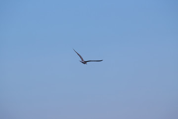 Obraz premium seagull in the sky